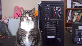 My Cats "Helping" Me Build My New Editing PC!