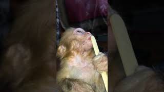 Monkey Eating Ice Cream | part 2 |