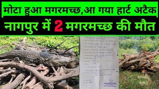 नागपुर में मगरमच्छ का बढ़ गया वजह और आ गया हार्ट अटैक|nagpur crocodile weight increase heart attack