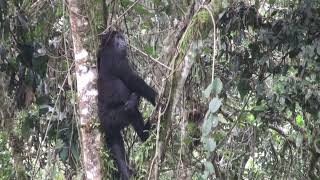 Gorillas are social climbers, carefully clambering up to feed in the forest canopy, then slide down!