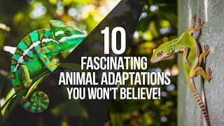 10 Fascinating Animal Adaptations You Won't Believe!