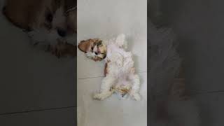 Shihtzu puppy sleeping #joe #shorts #shihtzu #doglover #prababrothersmedia #dog #pets #dogowner