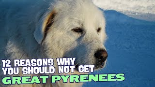 12 Reasons Why You Should Not Own a Great Pyrenees 🐾