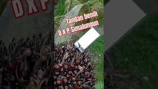 tandan benih sawit D X P SIMALUNGUN