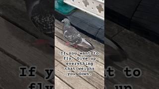 Give up everything that weighs you down #trending #viral #shorts #shortvideo #trendingshorts #birds