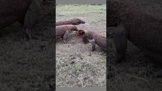 🐐🦎Komodo is very hungry #trending