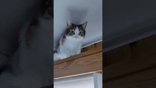 Cat #Cat #lick #high #place #watching #pet #walking #safeplace #from #dog