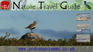 Golden Plover at Hardangervidda | Moments #45 | Nature Travel Guide