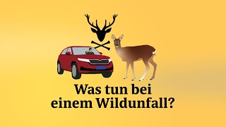 Kurz erklärt: Wildunfälle