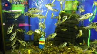 🐠Aquass - Апистограмма бабочка (Apistogramma papiliochromis ramirezi или microgeophagus ramirezi)