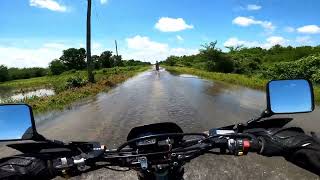 Fish Swimming in the Road