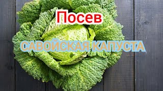 Посев семян САВОЙСКОЙ КАПУСТЫ (ЮБИЛЕЙНАЯ 2170) без земли в самокрутки!