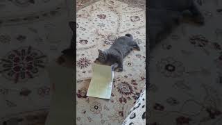 Кот Мес не хочет учить математику 🤣     Cat Mes doesn't want to learn math