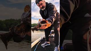 Same Channel Catfish: Different Point of View! #fishing #fish #shorts #catfish