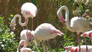 Flamingo Battle for Survival: Nature’s Fight for Survival!