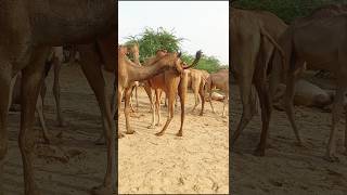 Bull camel scene #viralvideo #ytshorts