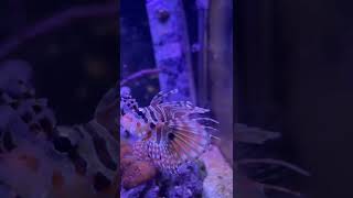 More lion fish content #shorts