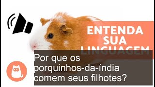 Por que os porquinhos-da-índia comem seus filhotes? - Causas e como evitar