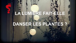 Défi 7_FAQ avec Yoan MARCANGELI_La lumière fait-elle danser les plantes?