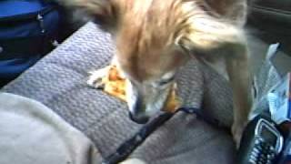 Wembly and I eating pizza