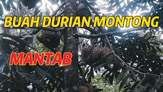 Buah Durian Montong Yang Sangat Mantab