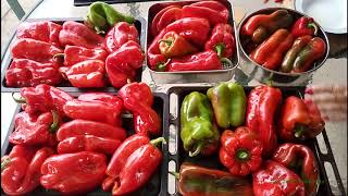 Pimientos Asados en Horno de Leña