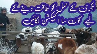 Gaban Bakri ke Hifazat | hamla Bakri ki Hifazat | Goats farming | pregnant goat care