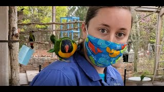 How to Identify the Lorikeets in the Flock at the Columbus Zoo