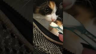 she got gelato cause she's a good girl #kitten #funny