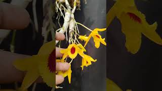 beautiful orchids#chanthaboonsunrise#ytshorts #shorts #yellow#orchid @SandipOrchid#dendrobium