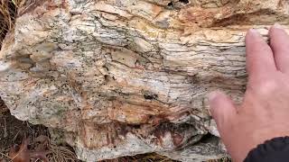 Huge petrified tree section at Disneyland,  California.