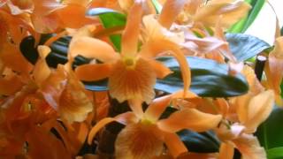 Dendrobium nobile  (orange)