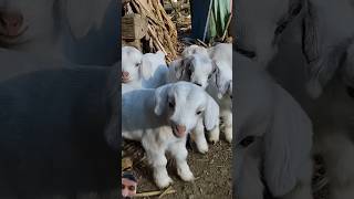 Mashaallah 💗💗🥰 #ytshorts #animals #dairy #viralvideo