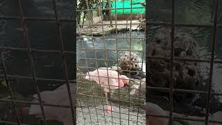 burung flamingo | kenapa angkat kaki satu yaa?? #kebunbinatangragunan