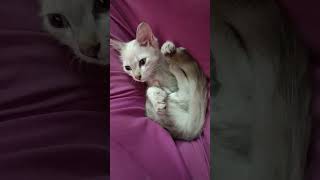 Kitty Has Become A Cradle Baby #adorable #kitten #cutecat #cute #lovelykitters #shorts