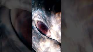 OJO DE UNA BALLENA GRIS