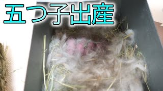 【うさぎの出産】どんちゃんが5匹の赤ちゃんを産んでくれました！【ホーランドロップ】