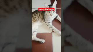 Cute cat video#shortsvideo#trendingshorts#youtubeshorts#kucing#cat#viralshort