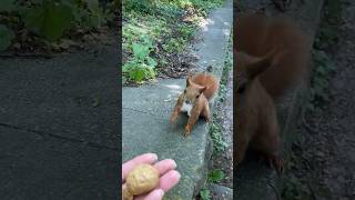 Cute Red Squirrel • Loving Nature #funnyanimals #funnysquirrels #wildlife #squirrels