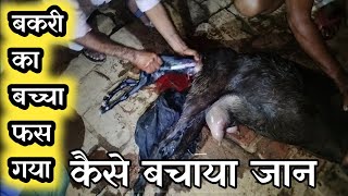 Bakri Ka Baccha Fas Gya Kaise Bachaya Jaan |Vimalumrao