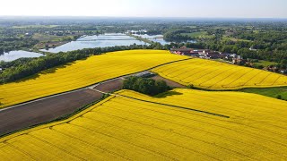 Polish Countryside Rapeseed Fields 4K