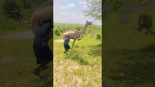 Camel crying loudly #camel #movement #animals #comedy #crying #loud #shorts #fun #village #style