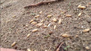 Broadcasting Oats on Bare Soil.