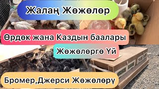 Кызыл-Кыя Тоок базары.Бромер,Джерси жана жайдары Жөжөлөрдүн баасы.Каз,Өрдөктүн жөжөлөрү. 30.04.2023