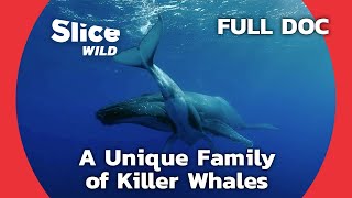 Ingenious Hunting Technique of Curious Orcas | SLICE WILD | FULL DOCUMENTARY