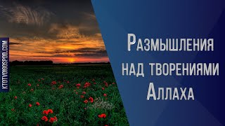 Размышления над творениями Аллаха