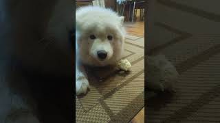 Pig or goat? No, it's a Samoyed. Luna is eating cabbage! #samoyed #samoyedpuppy #shorts