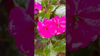 Busy Lizzie flowers || Home Gardening | #youtubeshorts #gardening #flowers