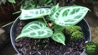 Anthurium dorayaki | Plant identification | #anthurium #anthuriumdorayaki