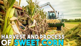 How American Farmers Harvest and Process Millions of Tons of Sweet Corn